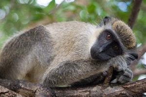 MONKEY ST KITTS AND NEVIS
