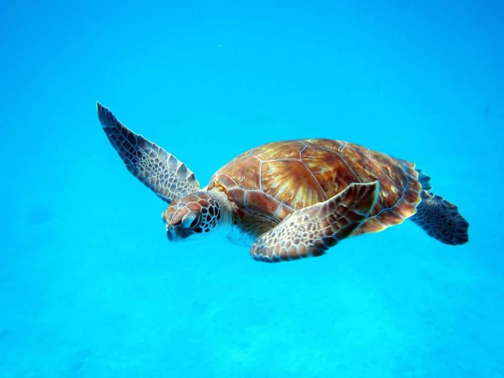 Snorkel in Barbados and get the chance to see turtles