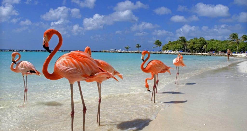 Flamingos - Aruba holiday deals with SN Travel