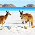 Kangaroos on the beach in Australia