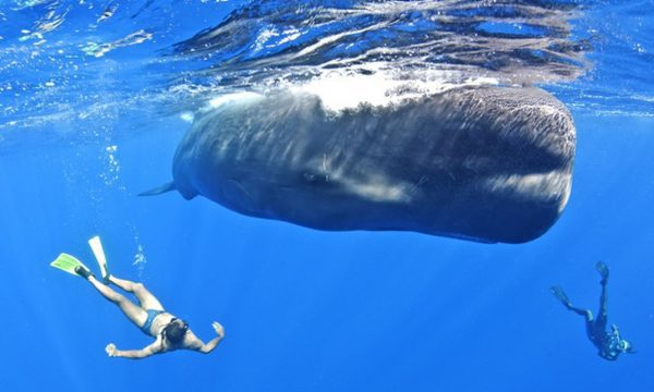 Swimming with whales on holiday in Dominica