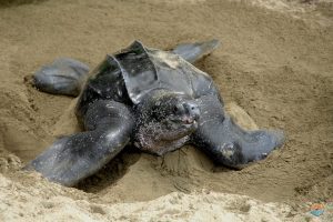 Turtle on Turtle Beach in Tobago