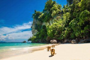 Monkeys waiting for food in Monkey Beach, Phi Phi Islands, Thailand