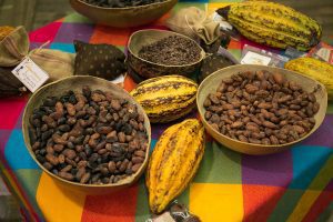 Credit-True-Blue-Bay-Boutique-Resort-cocoa-bean-with-cocoa-pods